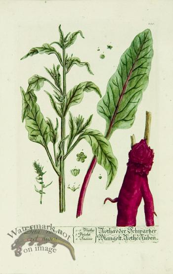 Blackwell German 001